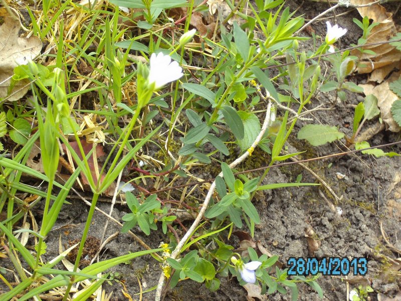 Stellaire holostée et millepertuis